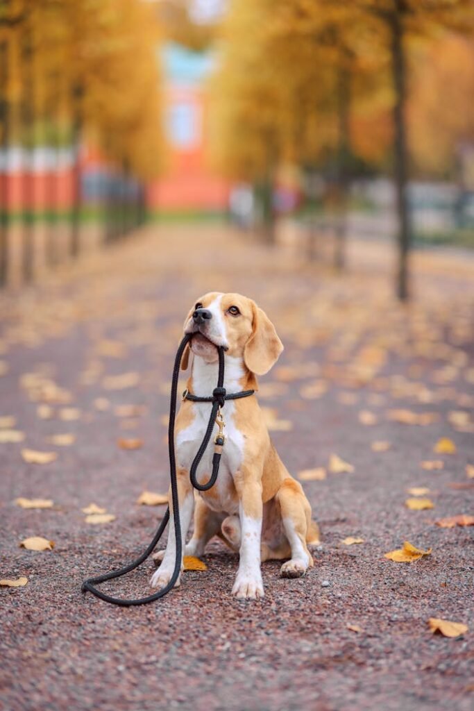 pexels-photo-14116837 A beagle sits on an autumn park path holding its leash, surrounded by fallen leaves.