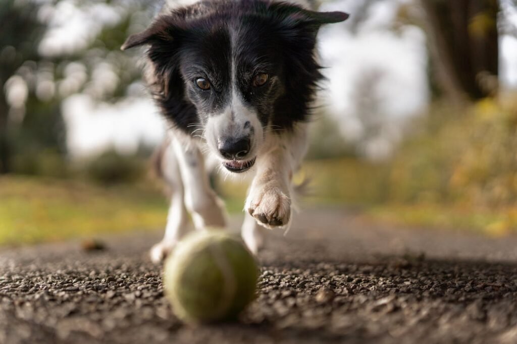 A lively Border Collie in motion chasing a tennis ball on a gravel path, surrounded by nature.