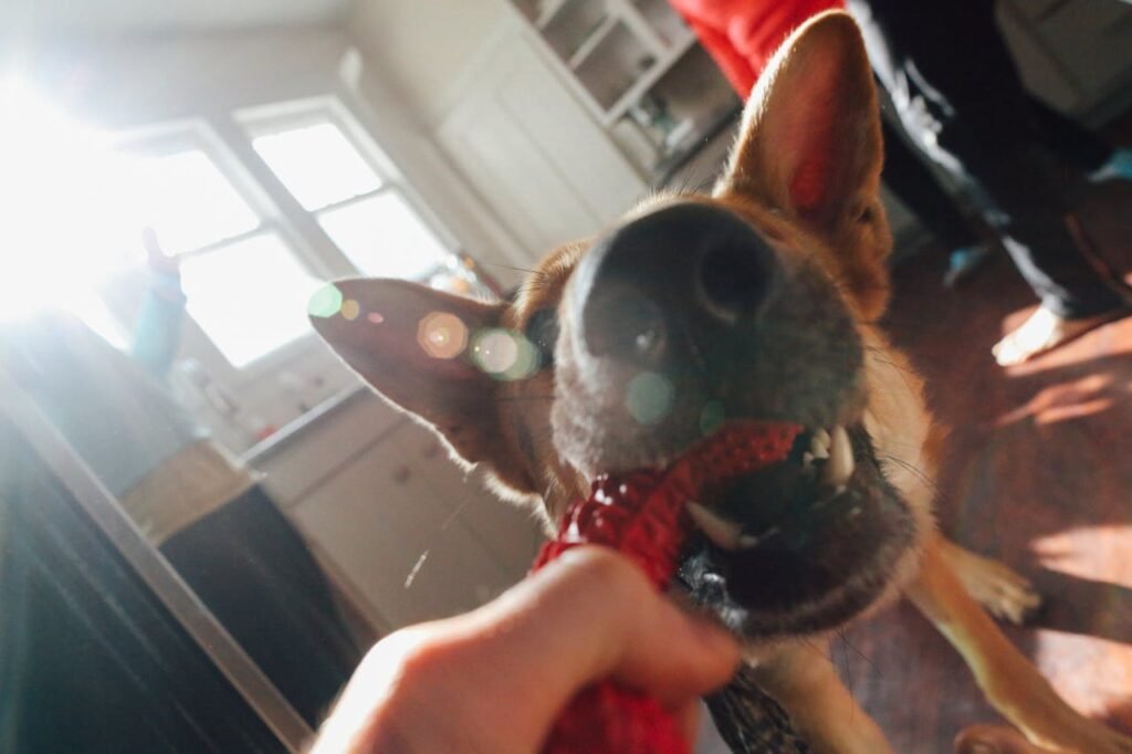 German Shepherd playfully tugging on a toy with its owner in a sunlit room.