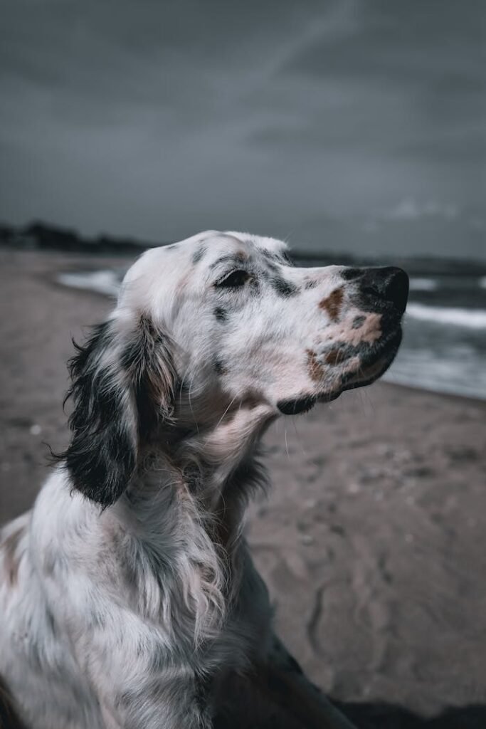 An English Setter dog enjoying a serene day on Babalı beach, Türkiye.